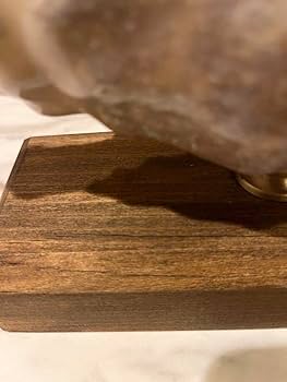 Amazon.co.jp: クモガイ 標本 貝殻 インテリア アート